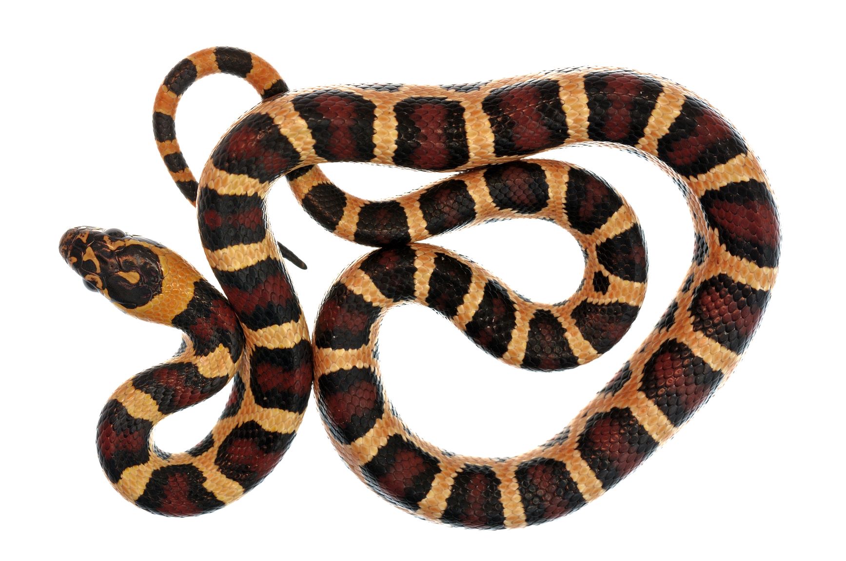 NewPests > More corn snake photos